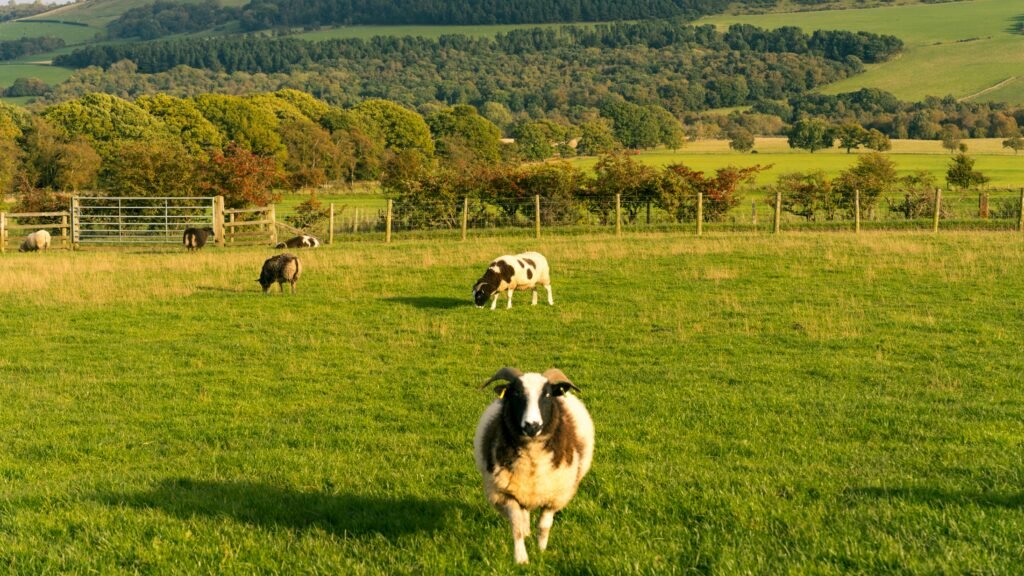 European Agriculture as a Portfolio-Management Problem: Denmark Is the Poster Child